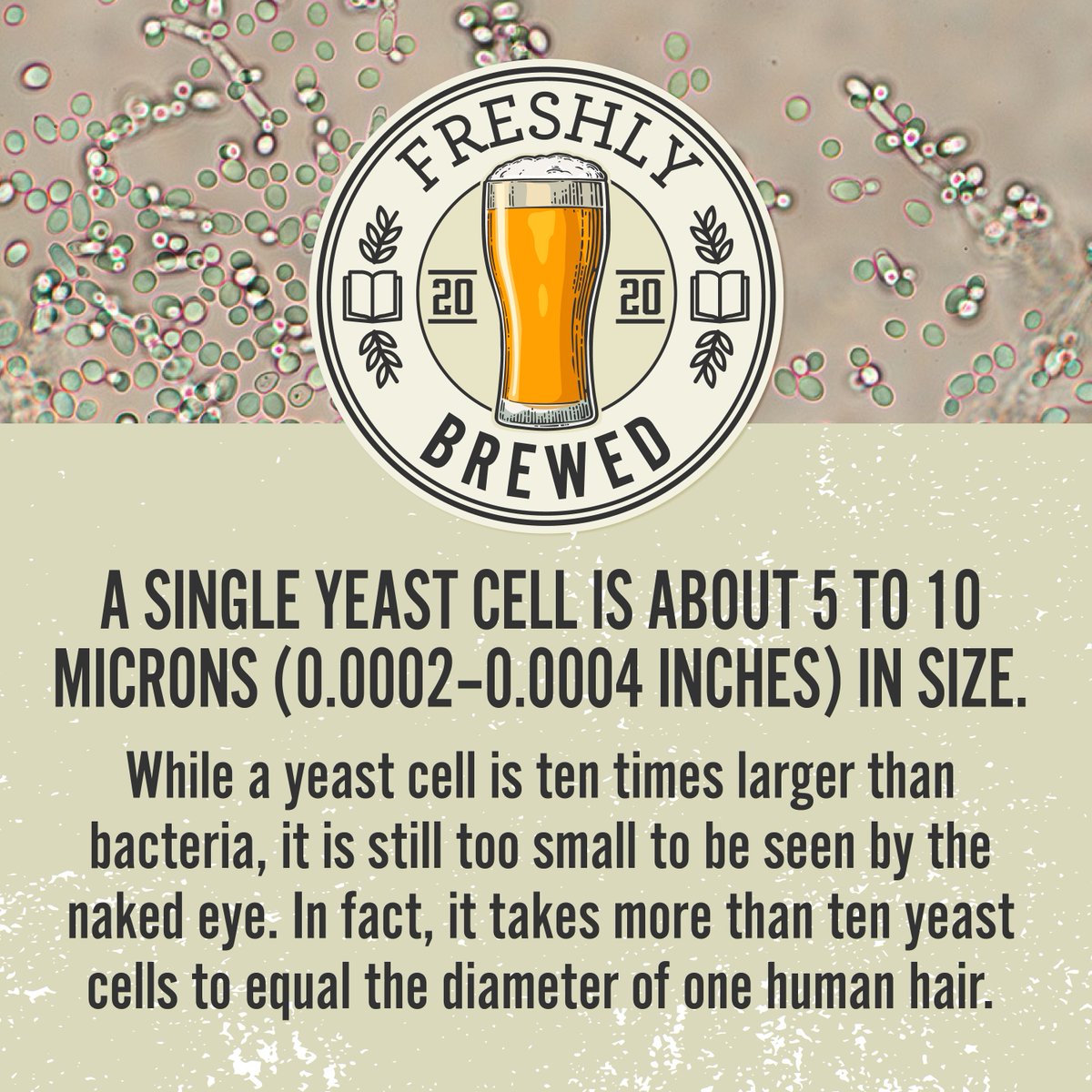 Focusing more on your home brewing lately? Well, you're in luck as we introduce our freshly brewed facts to help you brush up on your brewing knowledge 👍Here's our first fact. If you don't know much about yeast, you'll be mind blown 🤯 #grainfather #homebrewing  #freshlybrewed
