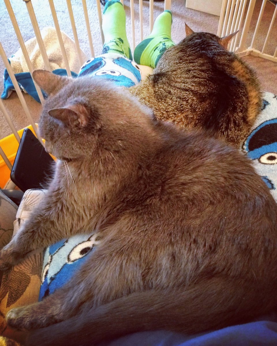 Scipio and Tethys are helping me grade. <a href="/lizgloyn/">Dr. Liz Gloyn</a> #tinyjoys