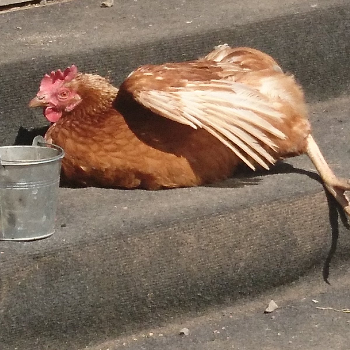 Berg_Oetzi's tweet image. Der einzige braune Flügel, den ich liebe😀
#DummeBewegung
#exitracism
#nazisraus
#wirsindmehr
#systemexit