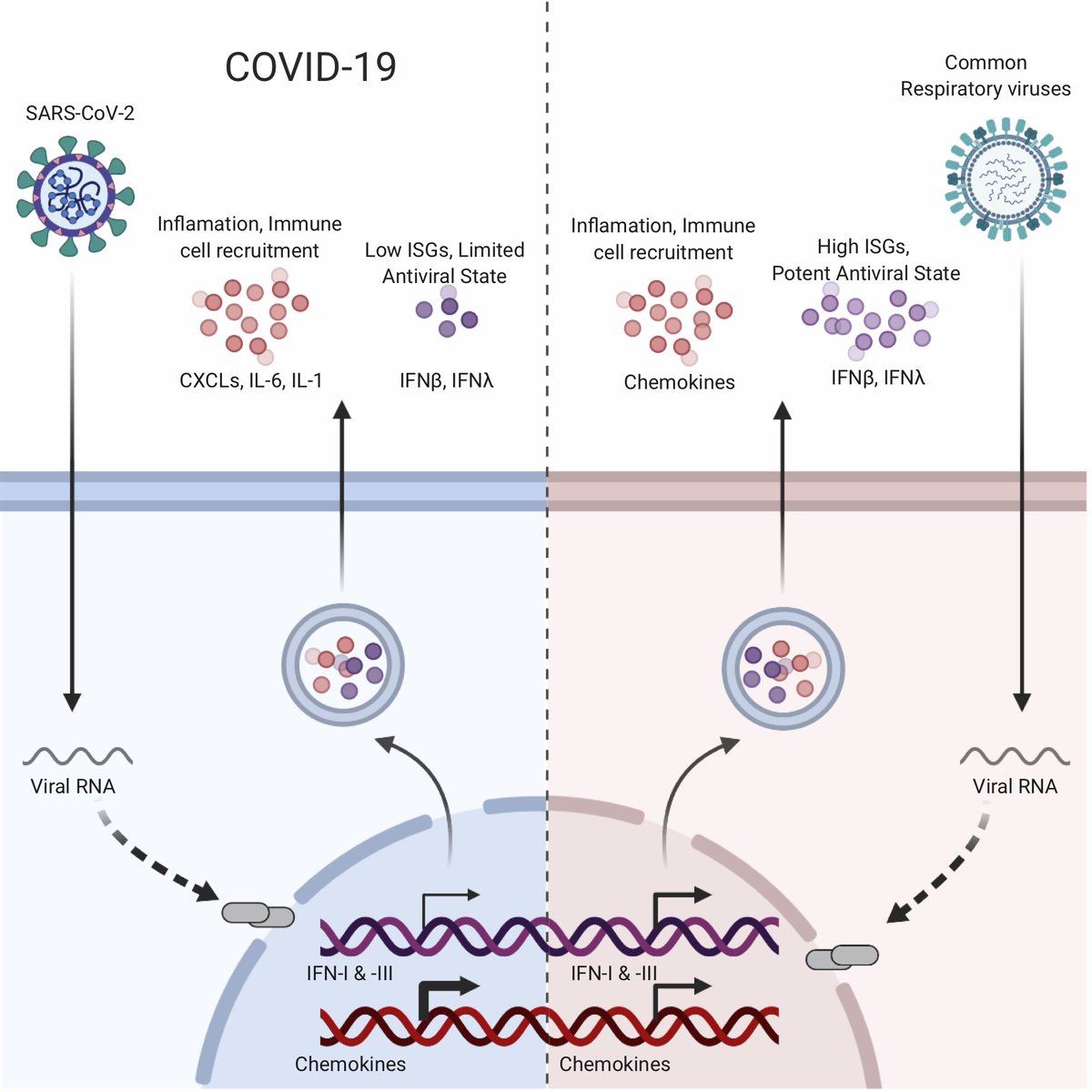 A new study in  @cellcellpress demonstrates that the host response to SARS-CoV-2 fails to launch a robust type 1 IFN response, while simultaneously inducing high levels of chemokines needed to recruit effector cells. https://bit.ly/2VXEMWn 