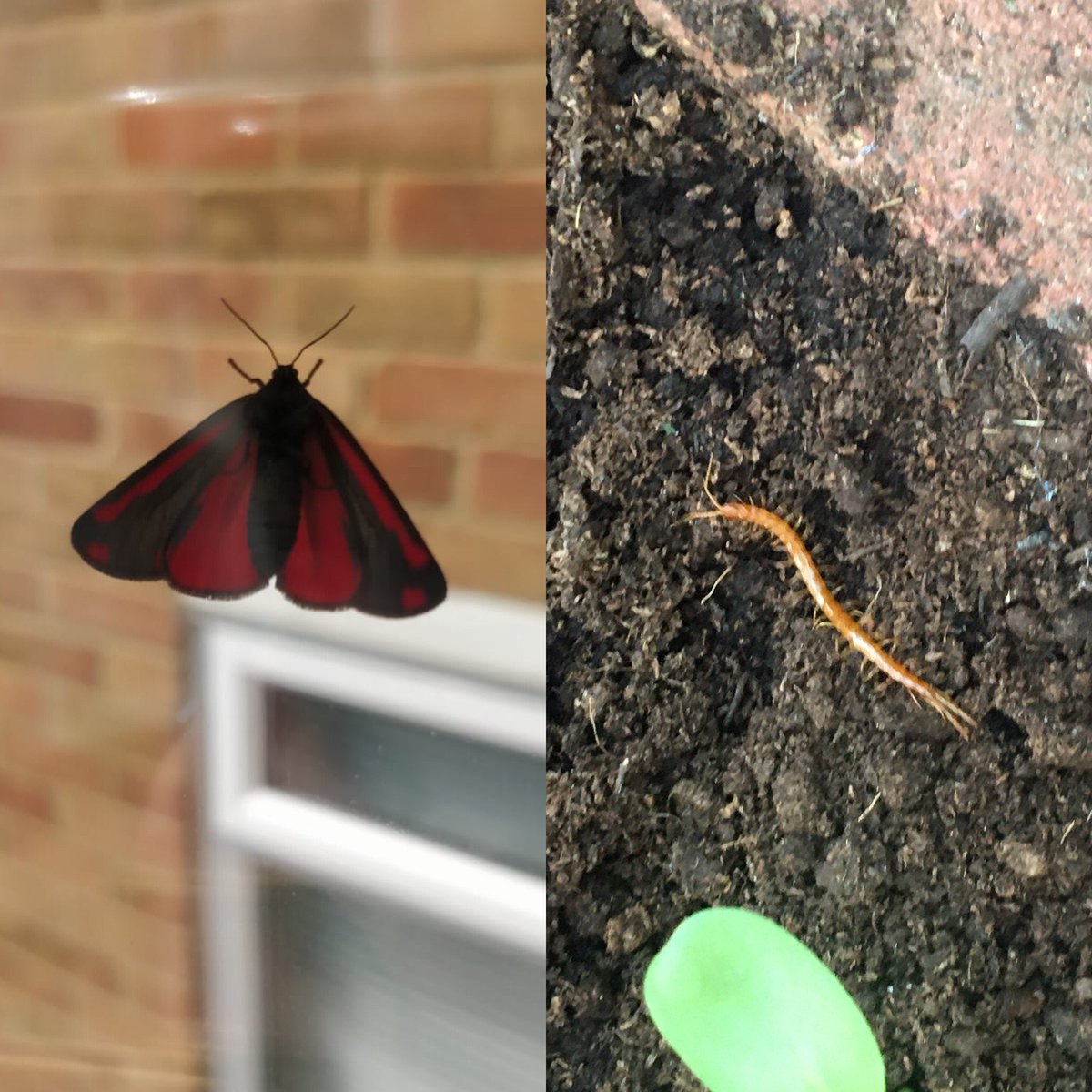 JBells2020's tweet photo. Bells found a centipede (whilst watering her sunflowers) and a butterfly in the garden #insecthunt @NapierYear1 https://t.co/a8hOJjakHm