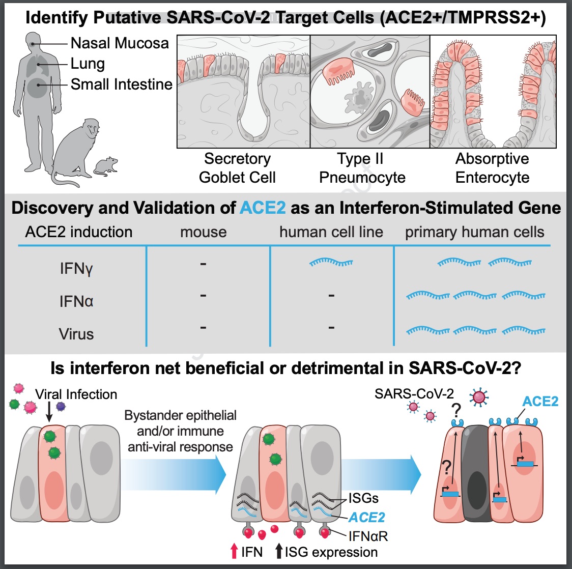 Another study in  @CellCellPress demonstrates that SARS-CoV-2 infection induces an IFN response that in turn leads to the up-regulation of ACE2, raising concerns that repurposing interferon therapy may have a detrimental effect in COVID-19.  @carlygailz  https://doi.org/10.1016/j.cell.2020.04.035