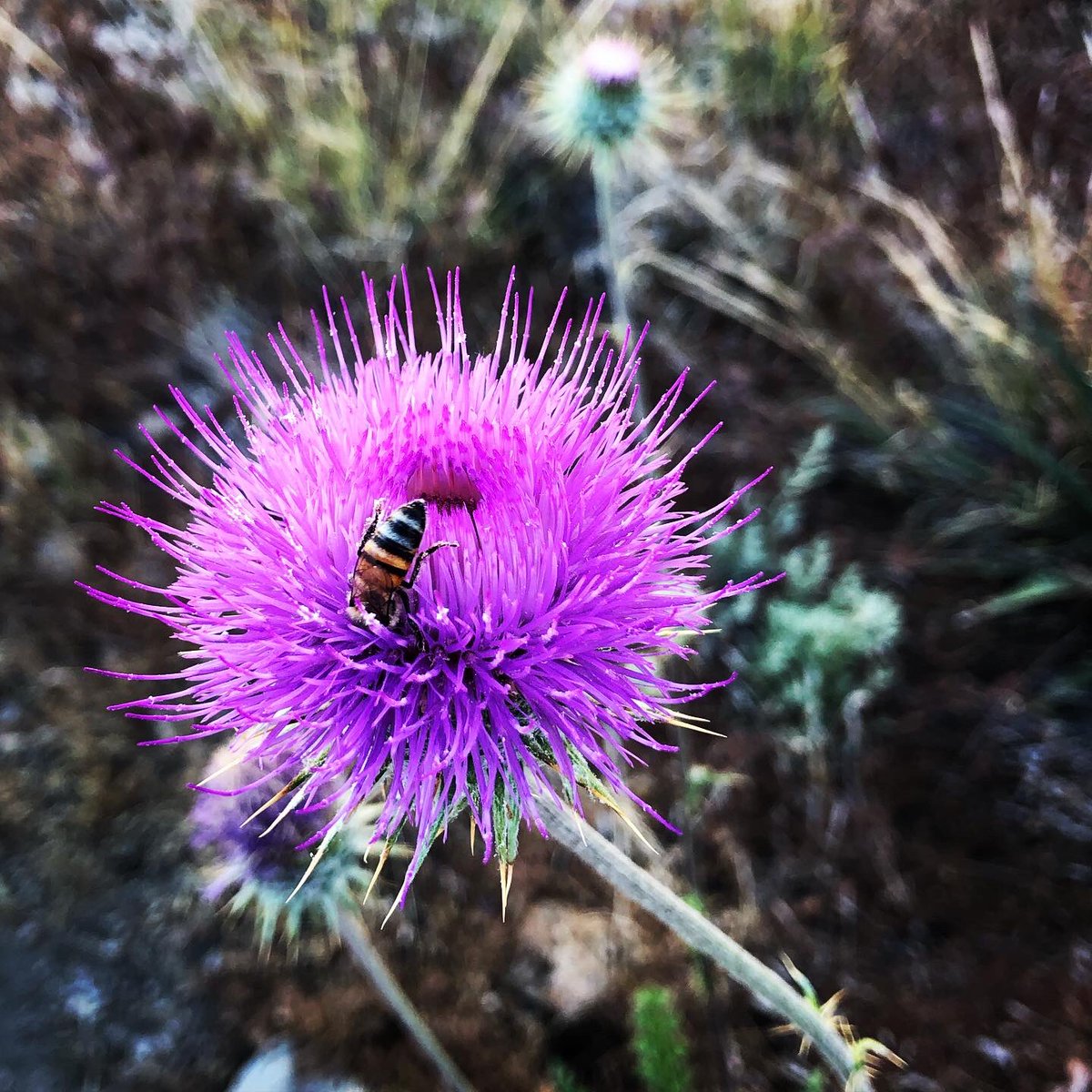 “Of all the things I’d been skeptical about, I didn’t feel skeptical about this: the wilderness had a clarity that included me.” - Cheryl Strayed #Wild #AZTrails