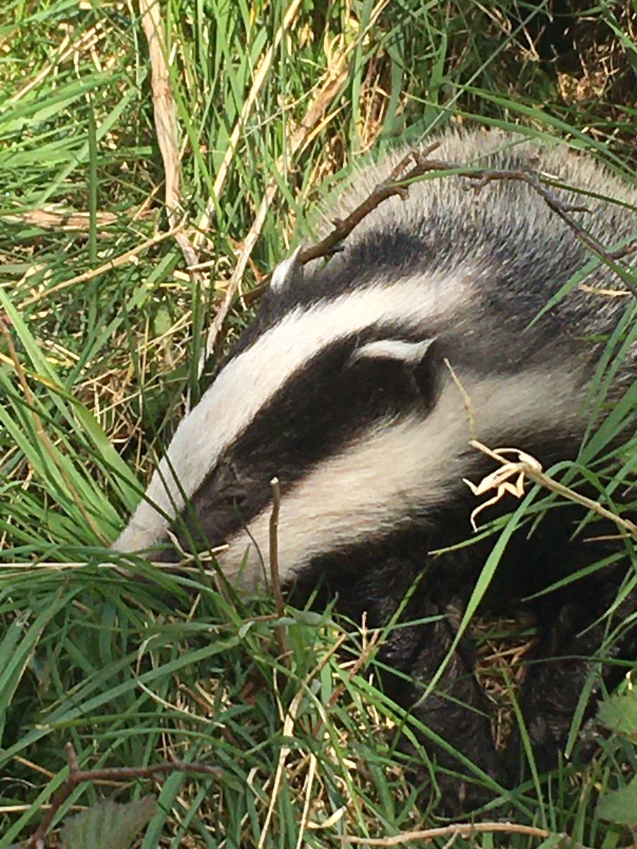 Yes - it’s a BABY BADGER - a BABY BADGER  That’s all 