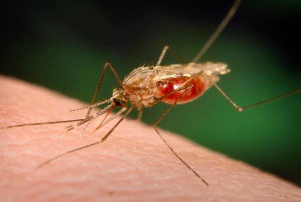 Ce sont les moustiques du genre Anopheles qui sont responsables de la transmission du palu à l'homme. Parmi les plus connus, Anopheles gambiae (1) et An. funestus (2).Pour en apprendre plus sur les moustiques, rdv au prochain quizz.