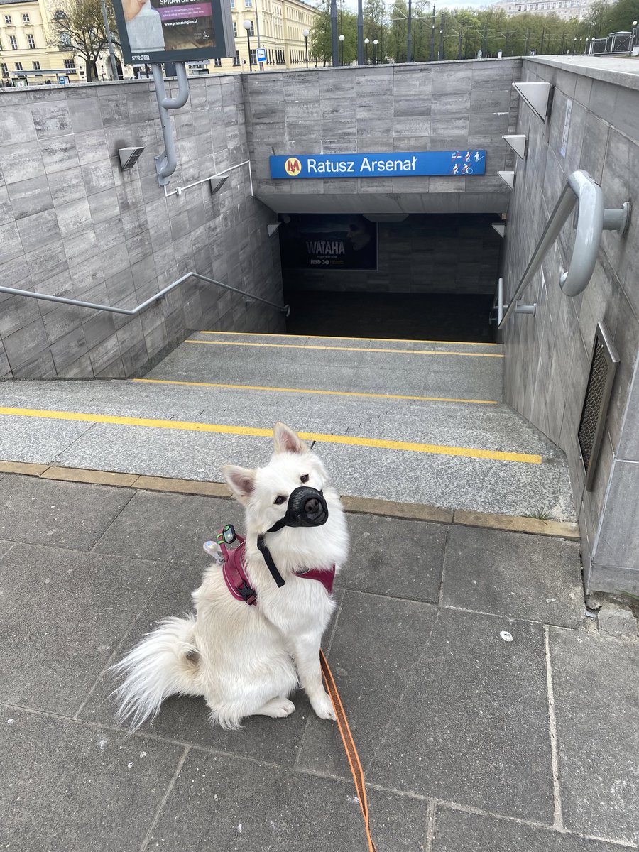 요새 머즐 하고다니니까 동네 어르신들이 요놈 마스크 쓴거냐고 물어보신다ㅋㅋㅋ 폴란드어가 짧아서 단어로 상황을 설명하는데 어떻게 대충 말은 통함ㅋㅋㅋㅋㅋㅋ 직역하면 "나의 강아지. 이것(머즐) 없다? 잘먹겠습니다. 잘먹겠습니다. 최고로 잘먹겠습니다. 그리고 수의사. 병원."