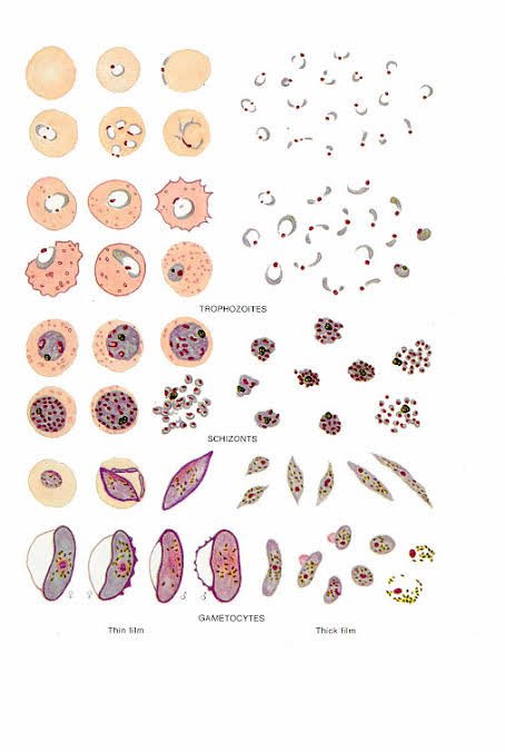 Le cycle du Plasmodium est assez complexe. Le parasite va passer par plusieurs stages, que ce soit chez l'homme ou chez le moustique. Chaque forme parasitaire correspond à une phase d'infection particulière