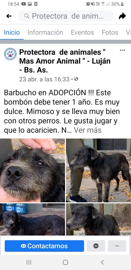 perettox's tweet photo. Gente de Luján. Una familia amiga encontró este perro. Lo están teniendo de forma transitoria porque ya tienen muchos perros en su casa. Se busca adopción responsable y se agradece la difusión! Gracias. https://t.co/nkU8rc5QNT