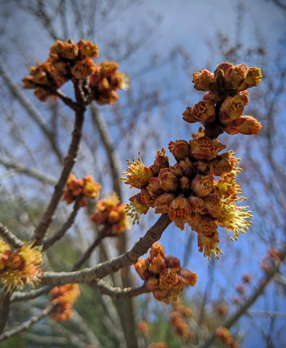 DrRob_Thacker's tweet image. Some quick Sunday afternoon sampling to add to the water quality project @LM_Campbell is leading. Beautiful day ☀️ feeling like it has some real warmth in it, and trees budding. #backyardscience