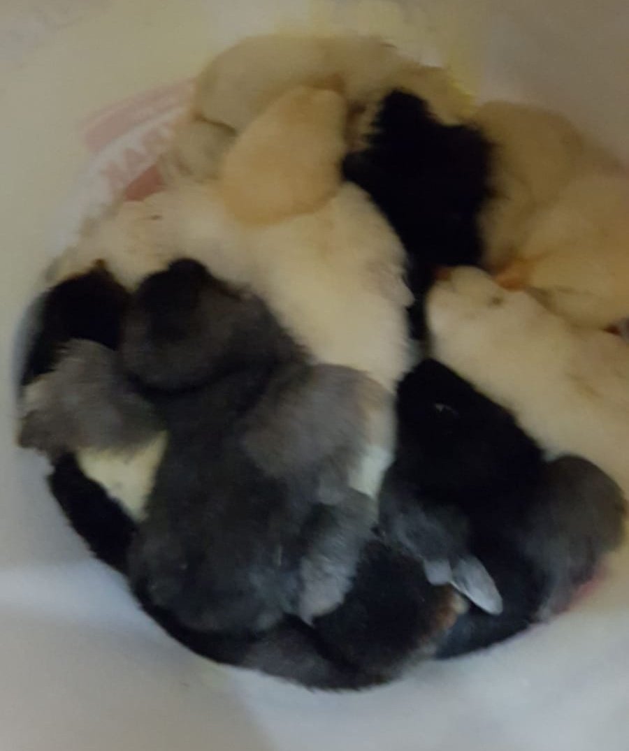 Tav olmam için 1 2 civcivden fazlası gerekmiyor evet