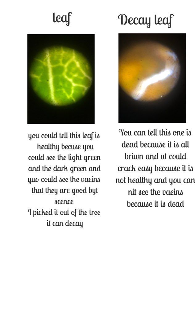 inyourwindow212's tweet photo. Utilizing leaves from the same plant: living and decayed. They continue to become more and more intrigued on what we will do next ! #montessori @TeamFoldscope @PrakashLab @PICKeducation #PICKedu https://t.co/QOlUMmnjEQ
