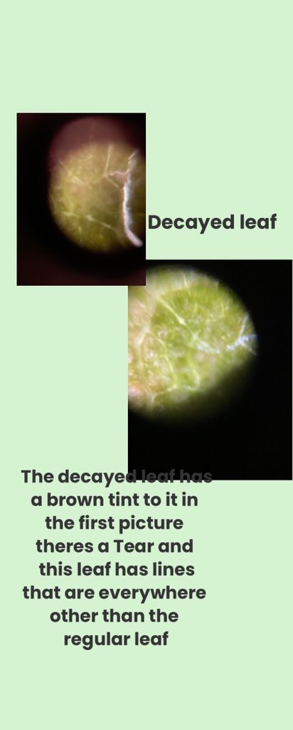 inyourwindow212's tweet photo. Utilizing leaves from the same plant: living and decayed. They continue to become more and more intrigued on what we will do next ! #montessori @TeamFoldscope @PrakashLab @PICKeducation #PICKedu https://t.co/QOlUMmnjEQ