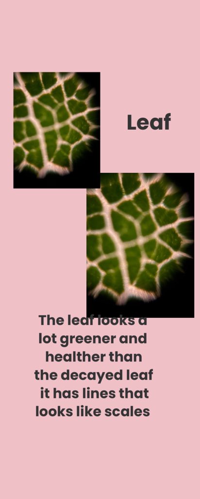 inyourwindow212's tweet photo. Utilizing leaves from the same plant: living and decayed. They continue to become more and more intrigued on what we will do next ! #montessori @TeamFoldscope @PrakashLab @PICKeducation #PICKedu https://t.co/QOlUMmnjEQ