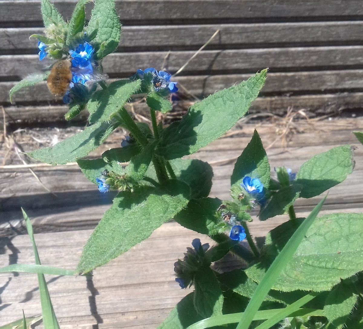 ZooLibrariANN's tweet photo. Succeeded with this week's #BorageChallenge for #WildflowerHour! All photographed yesterday in my #garden, Isleworth, using my phone - I left my camera at work before #lockdown. Forget-me-not, green alkanet with & without visiting #beefly, dwarf comfrey. #BeeflyWatch2020 https://t.co/obZLE2tqwA