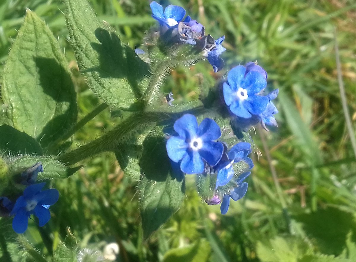 ZooLibrariANN's tweet photo. Succeeded with this week's #BorageChallenge for #WildflowerHour! All photographed yesterday in my #garden, Isleworth, using my phone - I left my camera at work before #lockdown. Forget-me-not, green alkanet with & without visiting #beefly, dwarf comfrey. #BeeflyWatch2020 https://t.co/obZLE2tqwA