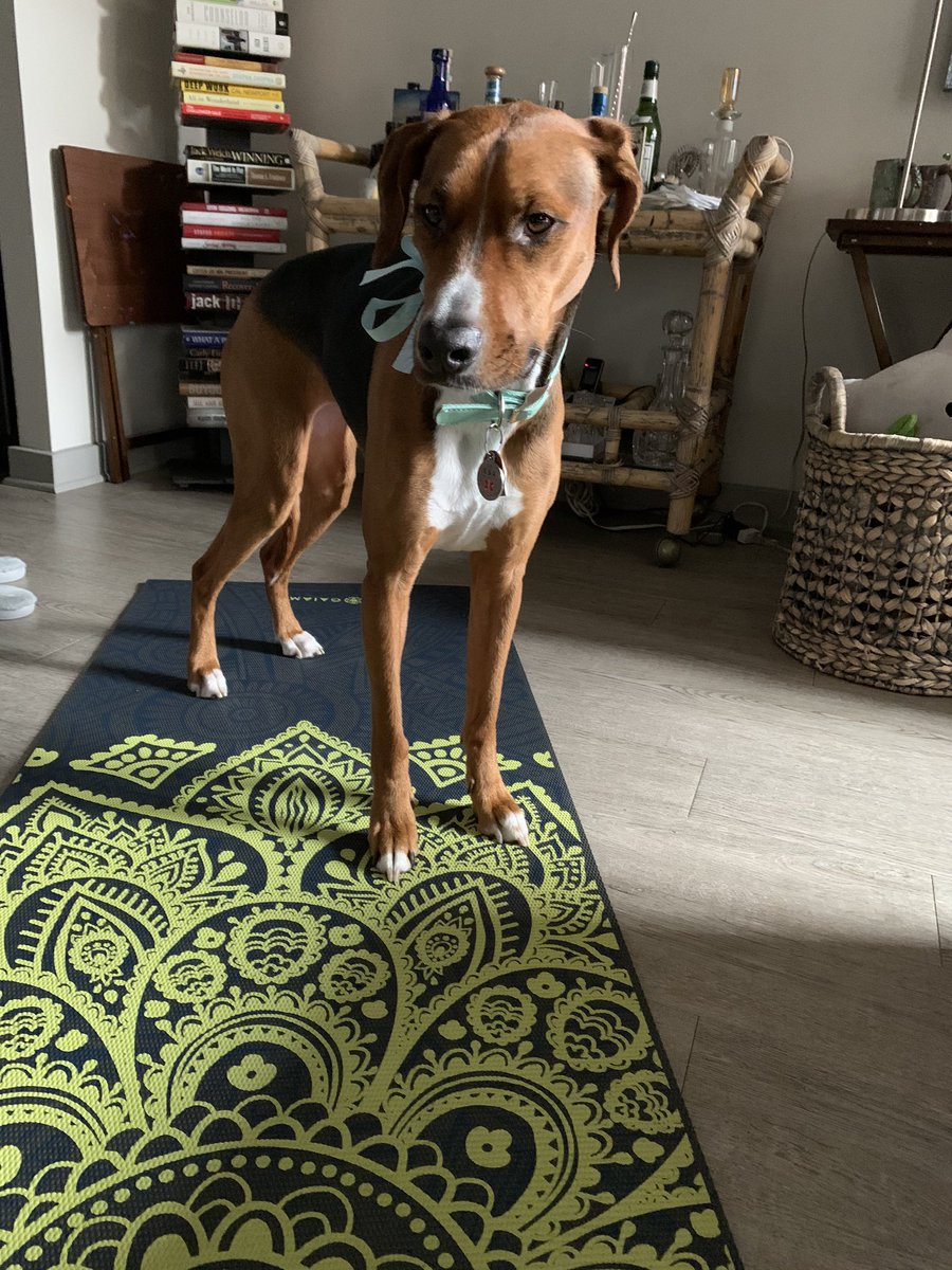 pamelaspunch's tweet photo. So much for a peaceful yoga session this morning...someone wanted to own my mat &amp; space! #downdog #yoga #peace #atpeace #QuarantineLife #rescuedog #rescuepup #frasiersimone https://t.co/LDxn7T7gHR