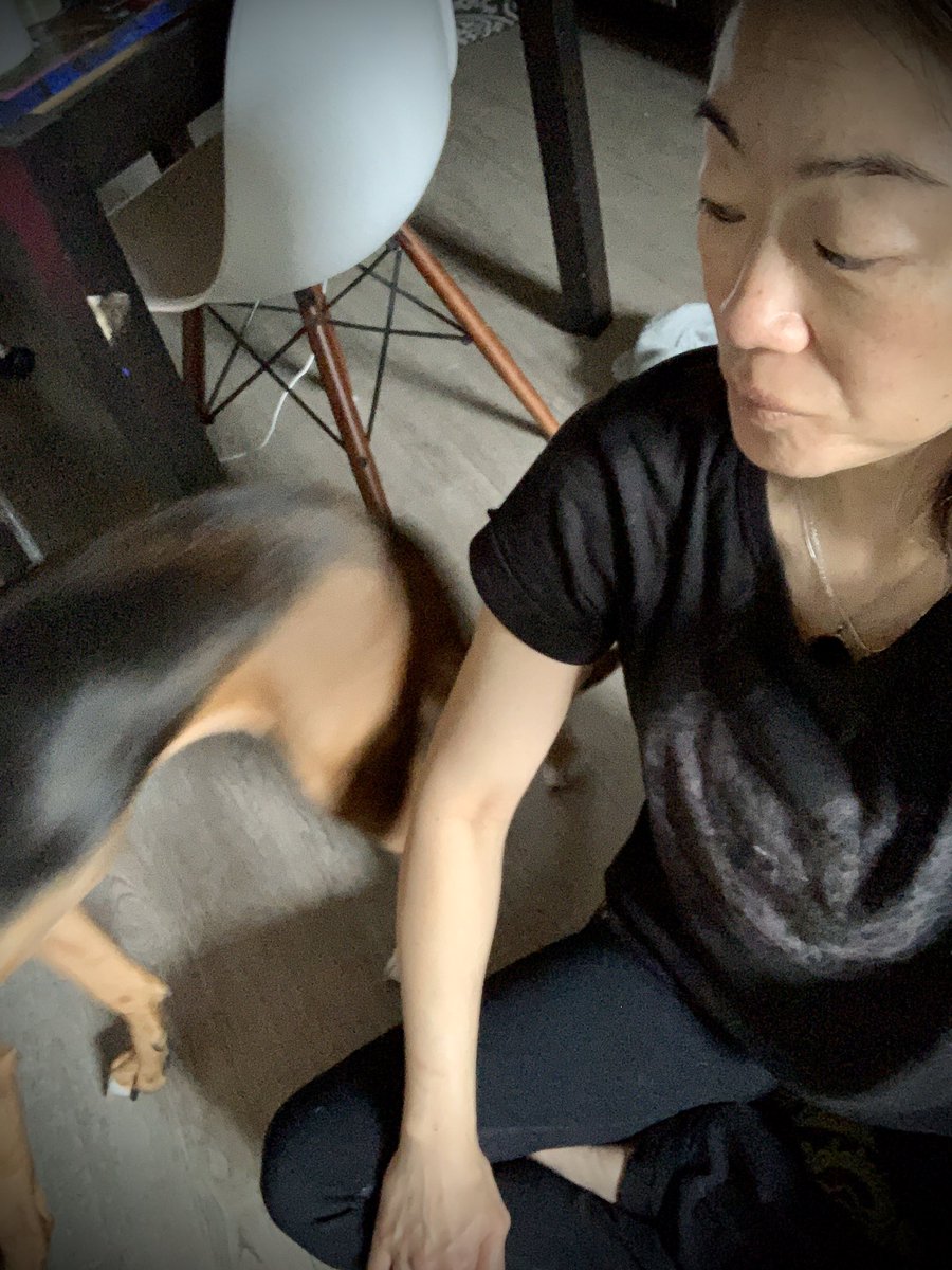pamelaspunch's tweet photo. So much for a peaceful yoga session this morning...someone wanted to own my mat &amp; space! #downdog #yoga #peace #atpeace #QuarantineLife #rescuedog #rescuepup #frasiersimone https://t.co/LDxn7T7gHR