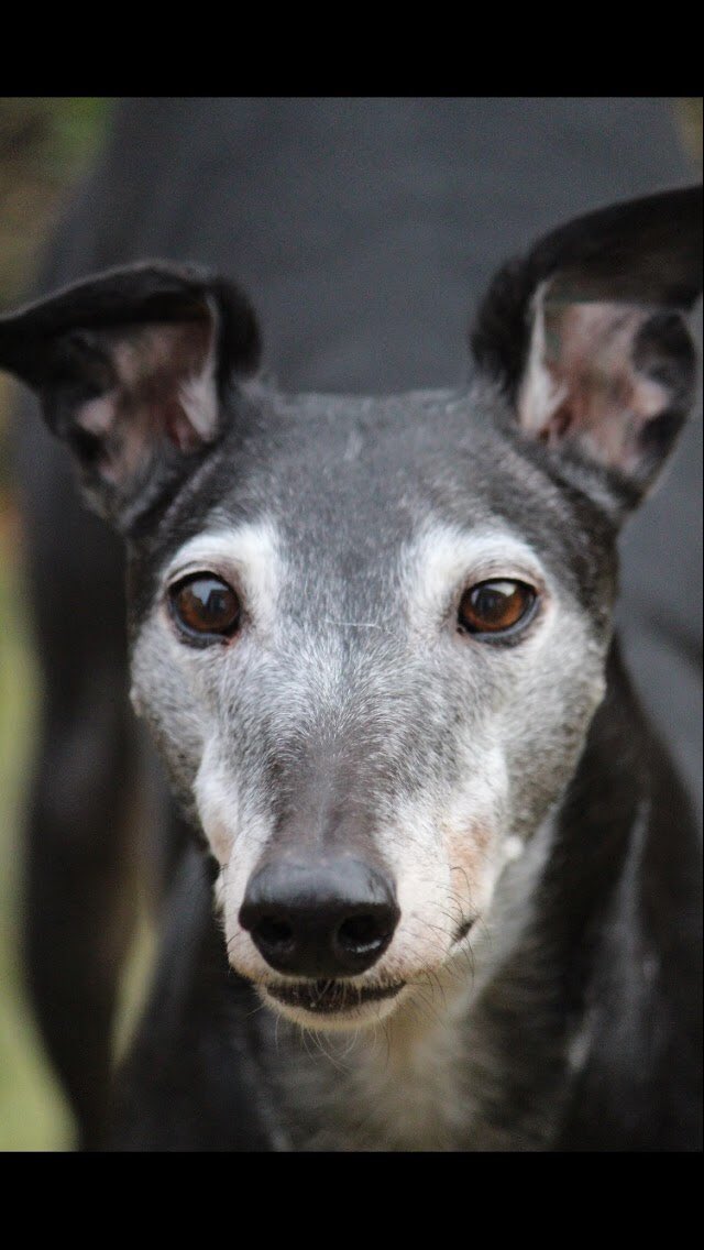 nuttygreyhound's tweet photo. @MaxGreyhoond love a frosty face :-)  Wally is super grey https://t.co/waTpPTXHHI