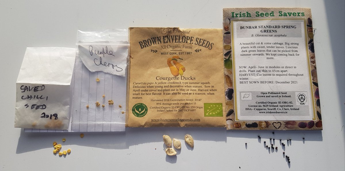 Day 36 is International Seed Day so I thought I'd share some tips on seeds. My preferenced sources for seeds are 1. Seed I save 2. Irish organic seed 3. Seed from Irish grown plants. Some vegetables we eat are actually the seed such as peas and beans