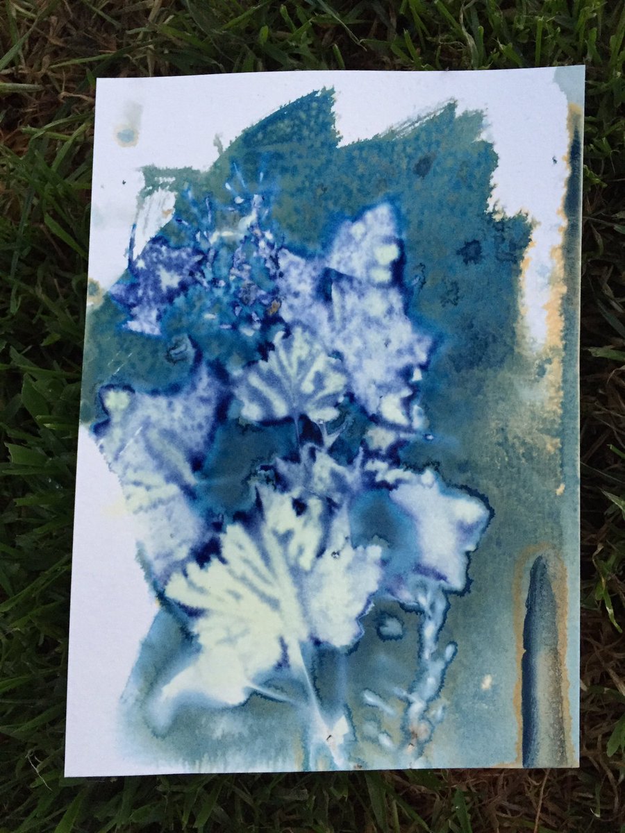 TobyVPhoto's tweet photo. @PrintParteh these two had 7hrs. It was overcast all day today. #cyanotype #cyanotypeparteh water and vinegar again...... https://t.co/Va4qMbQDD3