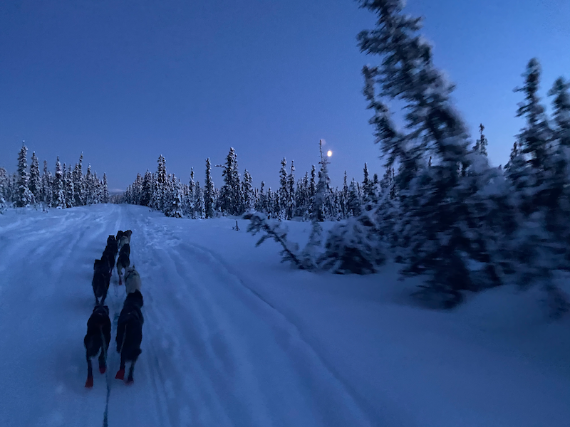 Spring is in the air and it has the opposite effect of getting me excited about mushing again. Even though our season was more recover-from-wilderness-meeting- and less race-oriented, here's a little thread with some of my favorite pictures from the season and associated stories.