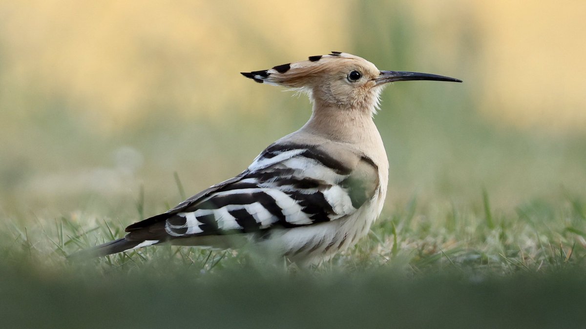 Natuur van de Rhoonse Polder tot de Top van Texel tweet media