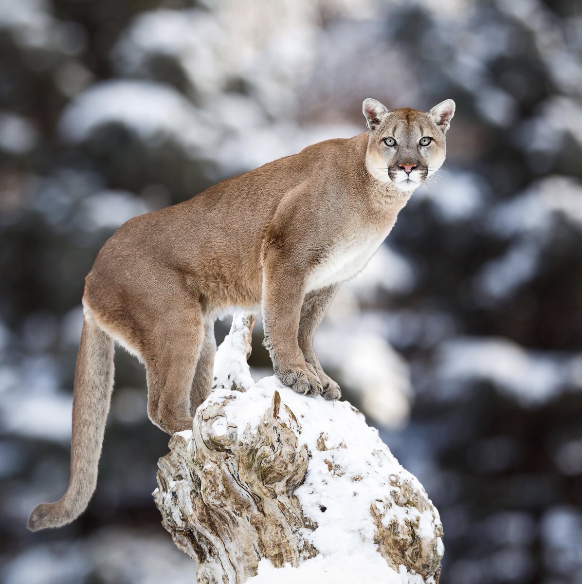 puma des neiges