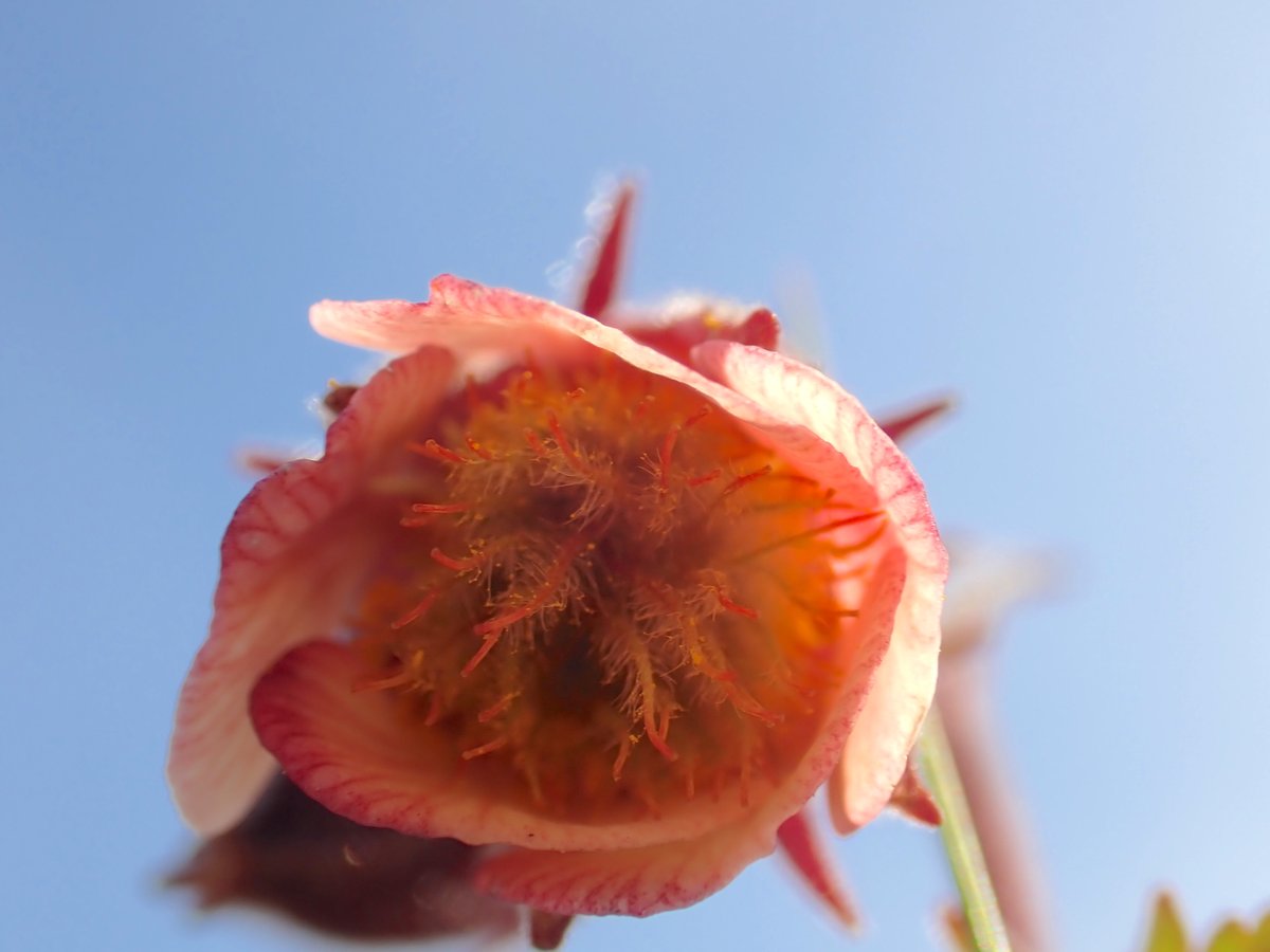 A new one for me - Water Avens (Geum rivale), probably needing some water after this dry weather @wildflower_hour #wildflowerhour