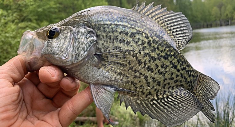 Just another Crappie Day in North Georgia.😳🤣
#fish #fishing #crappie #crappiefishing #angler #catchandrelease #fishy #sundayvibes