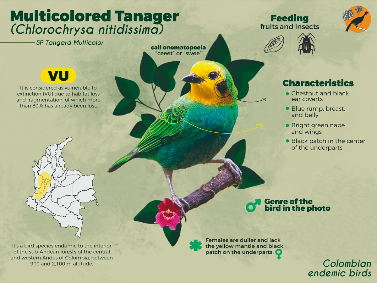 PenelopeBirding's tweet photo. If you want to know more about the endemic birds of our beautiful country #Colombia, here we have the amazing Multicolored Tanager (Chlorochrysa nitidissima).💚
If you like this content, share it!✌️🍃

#LearningThings #UnweavingColombia #ColombianBirds https://t.co/003FgmLp6S