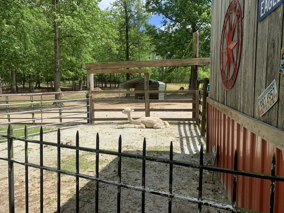 bumptiousL's tweet photo. Just the boys hanging out and posing for your visual enjoyment. Happy Sunday🦙🦙😊 #exploreoutsidethelines #alpacasofinstagram #alpacas #alpaca #alpacalife #alpacalover #alpacalovers #alpacasrule #alpacafarmer #alpacafarm #farmlife🚜 #farmlifebestlife🚜 https://t.co/c0Q4AgSbSh
