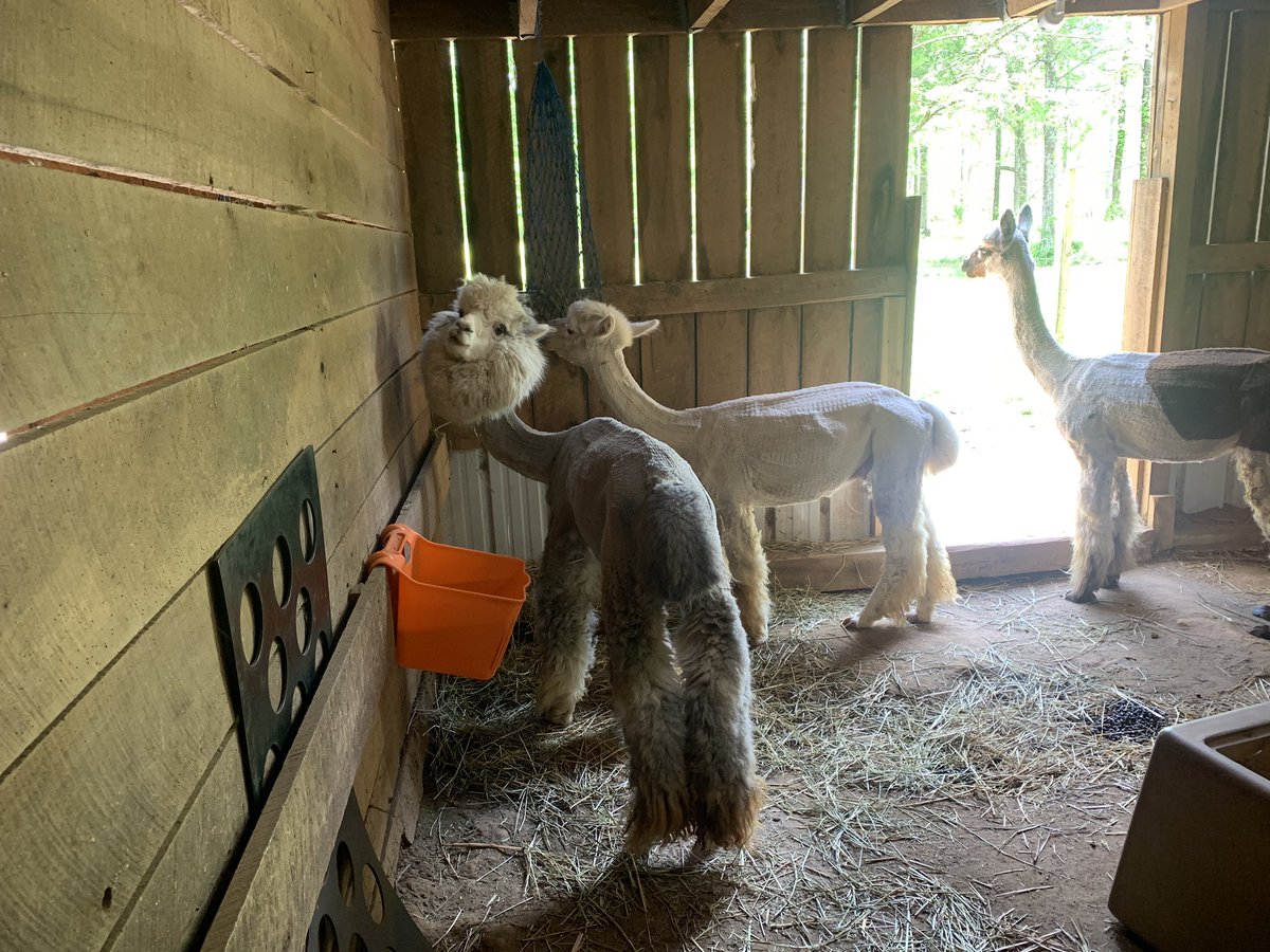 bumptiousL's tweet photo. Just the boys hanging out and posing for your visual enjoyment. Happy Sunday🦙🦙😊 #exploreoutsidethelines #alpacasofinstagram #alpacas #alpaca #alpacalife #alpacalover #alpacalovers #alpacasrule #alpacafarmer #alpacafarm #farmlife🚜 #farmlifebestlife🚜 https://t.co/c0Q4AgSbSh