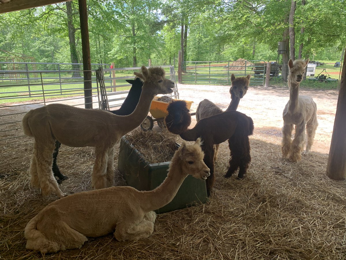 bumptiousL's tweet photo. Just the boys hanging out and posing for your visual enjoyment. Happy Sunday🦙🦙😊 #exploreoutsidethelines #alpacasofinstagram #alpacas #alpaca #alpacalife #alpacalover #alpacalovers #alpacasrule #alpacafarmer #alpacafarm #farmlife🚜 #farmlifebestlife🚜 https://t.co/c0Q4AgSbSh