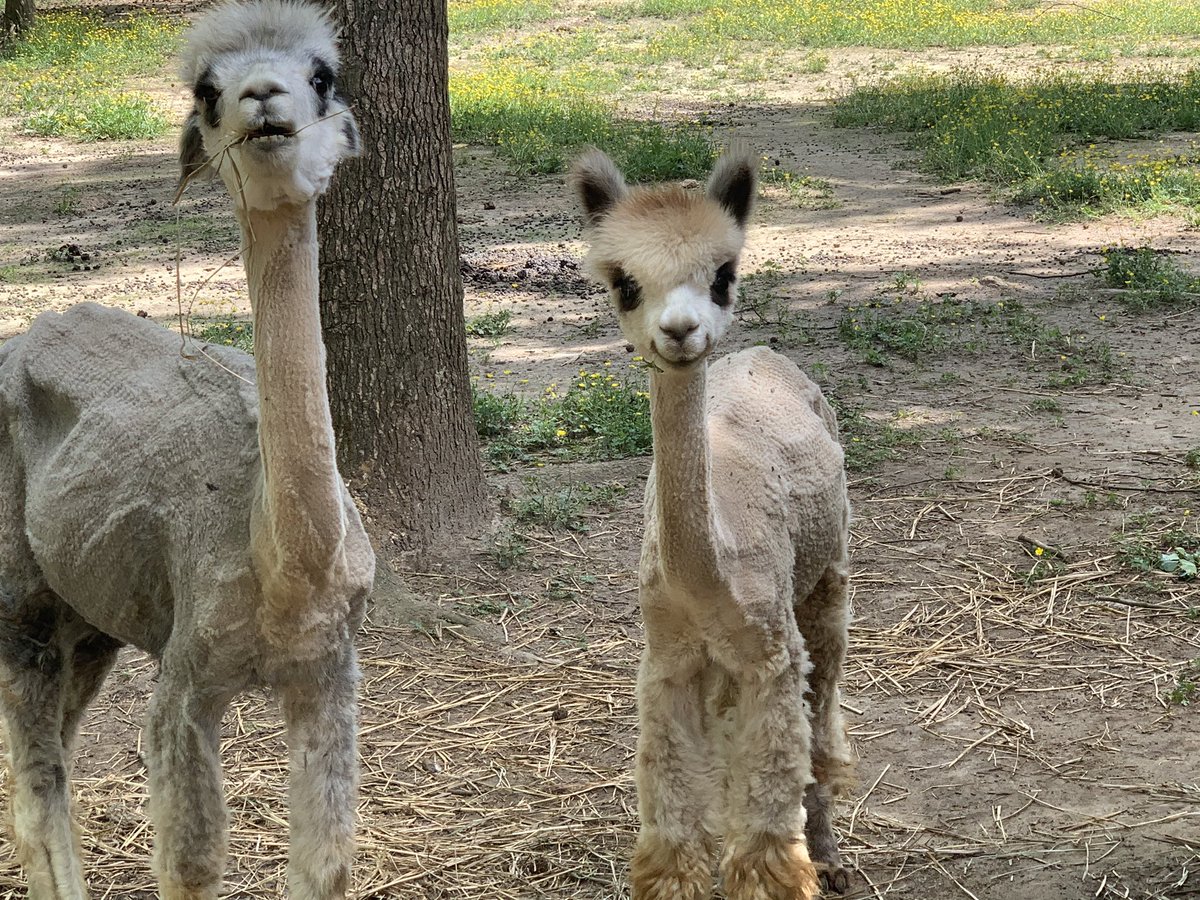 bumptiousL's tweet photo. More girl pics 🦙🦙😊 https://t.co/Qyw3l6WK5v