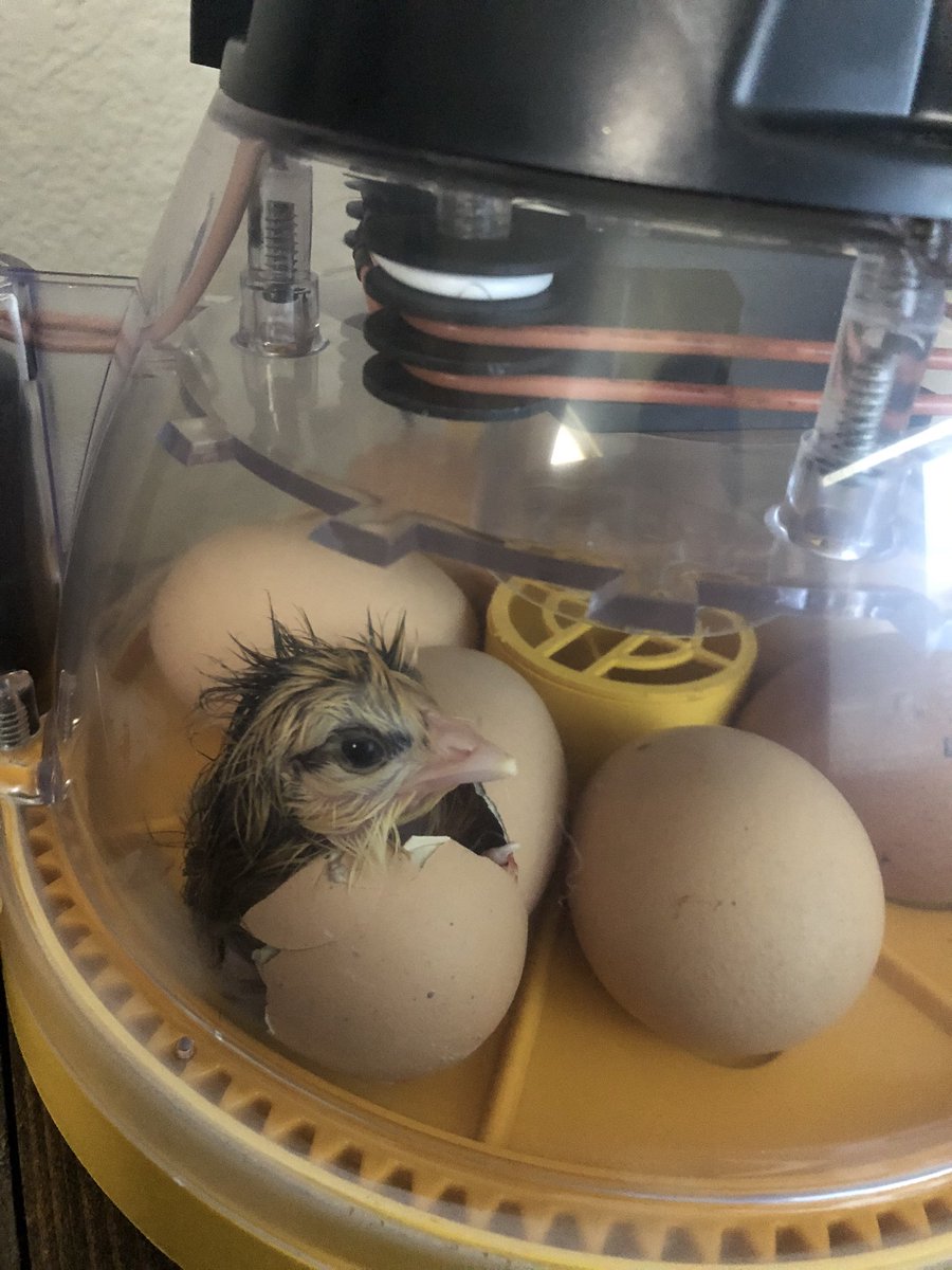We had our first little chicken hatch by surprise this morning! He’s a little early but was just too excited to meet everyone @lerinmcwilliams @ProsperTMTurner #prosper4ward