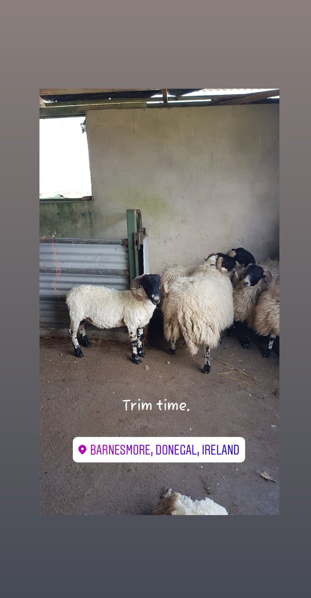 DL Blackfaced Sheep (@donegalblkfaces) on Twitter photo 