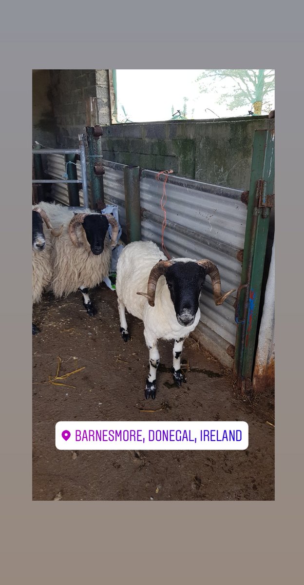 DL Blackfaced Sheep (@donegalblkfaces) on Twitter photo 