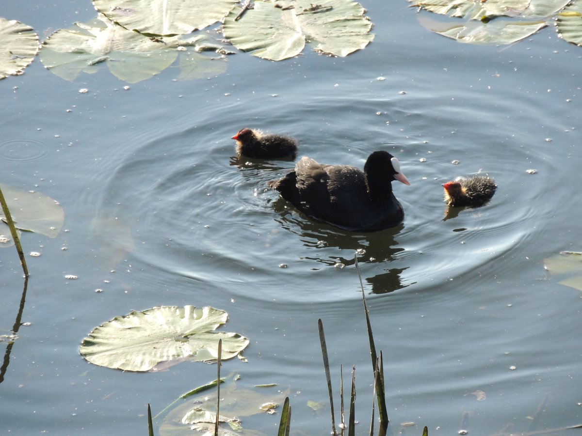 Some more Ely birdlife. @SpottedInEly #cootfamily
#Elyriverside #sunrise #greatouse #serenity #lockdown2020 #springsunshine #dawnwalk #LuvEly #photography #fenland #wildlife