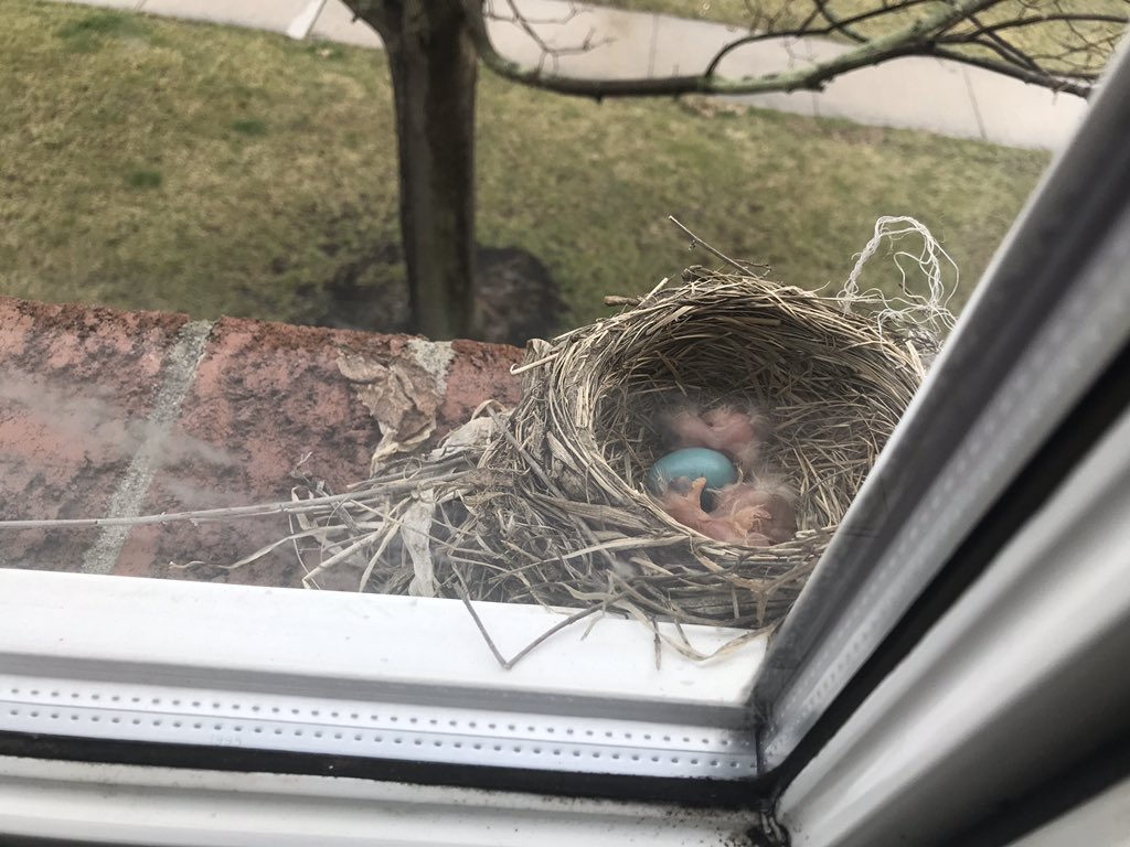 Bird’s Eye View of our new residents! Welcome!#SpringTime