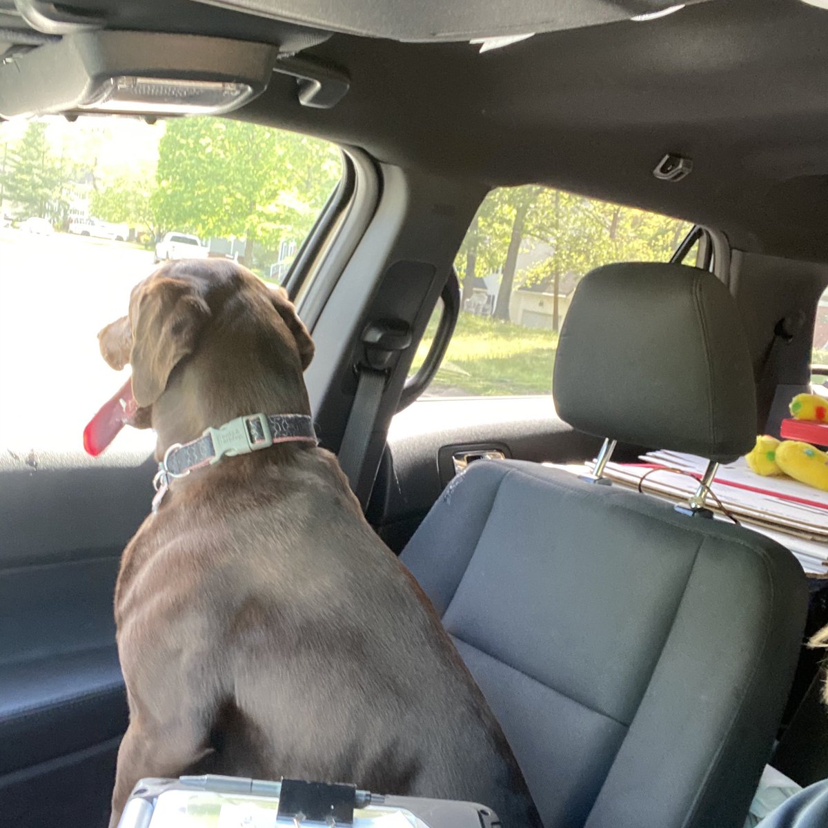 CSI J. McCartney (@csimccartney) on Twitter photo Got home after work today and this sweet girl hopped in my car. Thankfully, she had on a collar and was microchipped. I called the number on the collar and was able to take her home safely. <a href="/CCPDVa/">Chesterfield Police</a> <a href="/ccpdanimalsvcs/">Chesterfield Animal Services</a> Got home after work today and this sweet girl hopped in my car. Thankfully, she had on a collar and was microchipped. I called the number on the collar and was able to take her home safely. <a href="/CCPDVa/">Chesterfield Police</a> <a href="/ccpdanimalsvcs/">Chesterfield Animal Services</a>