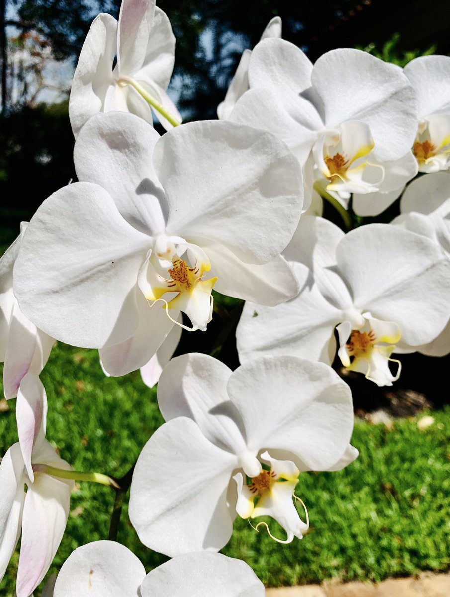 spring: a lovely reminder of how beautiful change can truly be. -unknown // change is often stagnant and uncomfortable. change is often also unsettling. however, change assists us in the transformation of ourselves and if we allow it, that can be truly beautiful✨ #sundaythoughts