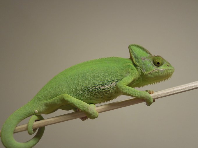 ラプンツェル 相棒のカメレオンの正体は 名前の由来や種類 モデル と出会いについても 足長パパのブログ