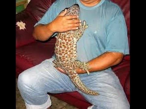 Hewan yg di dada..TOKE (tuh kan bener kan liat tuh! Bener kan gue selama ini!!!)