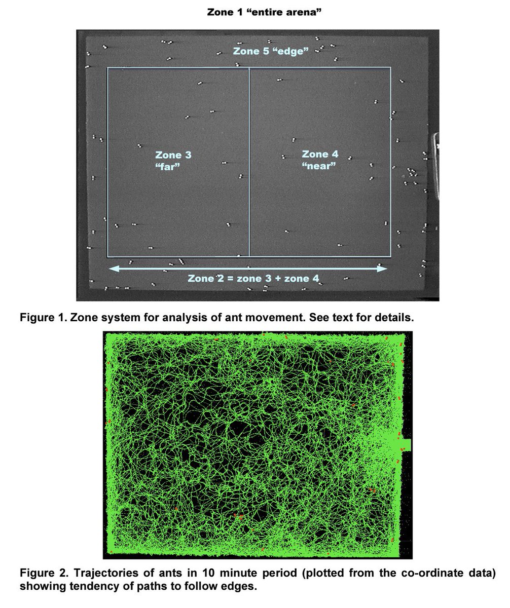 I’m going to share some unpublished results from my PhD thesis, from 1999,for  #SmallDiscoverySunday, started by  @RolandKays. I had developed software to automatically identify and track large number (several hundred) of ants. Not easy at the time.