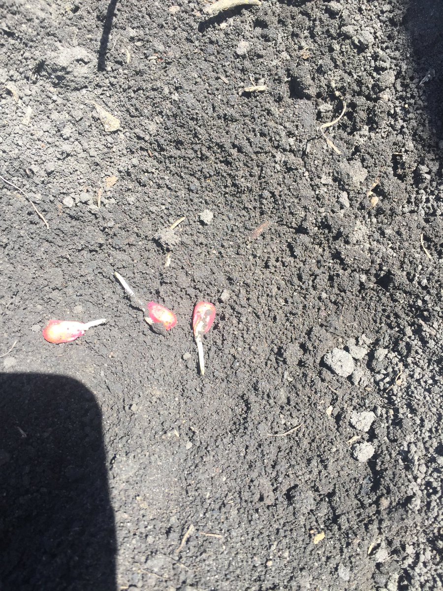 ridderr56's tweet photo. #P9492AM Planted 4-19-2020. When planting early always pick a product with stong emergence!! #YieldHero #plant2020 #DeuelCounty https://t.co/SACxwb38RG