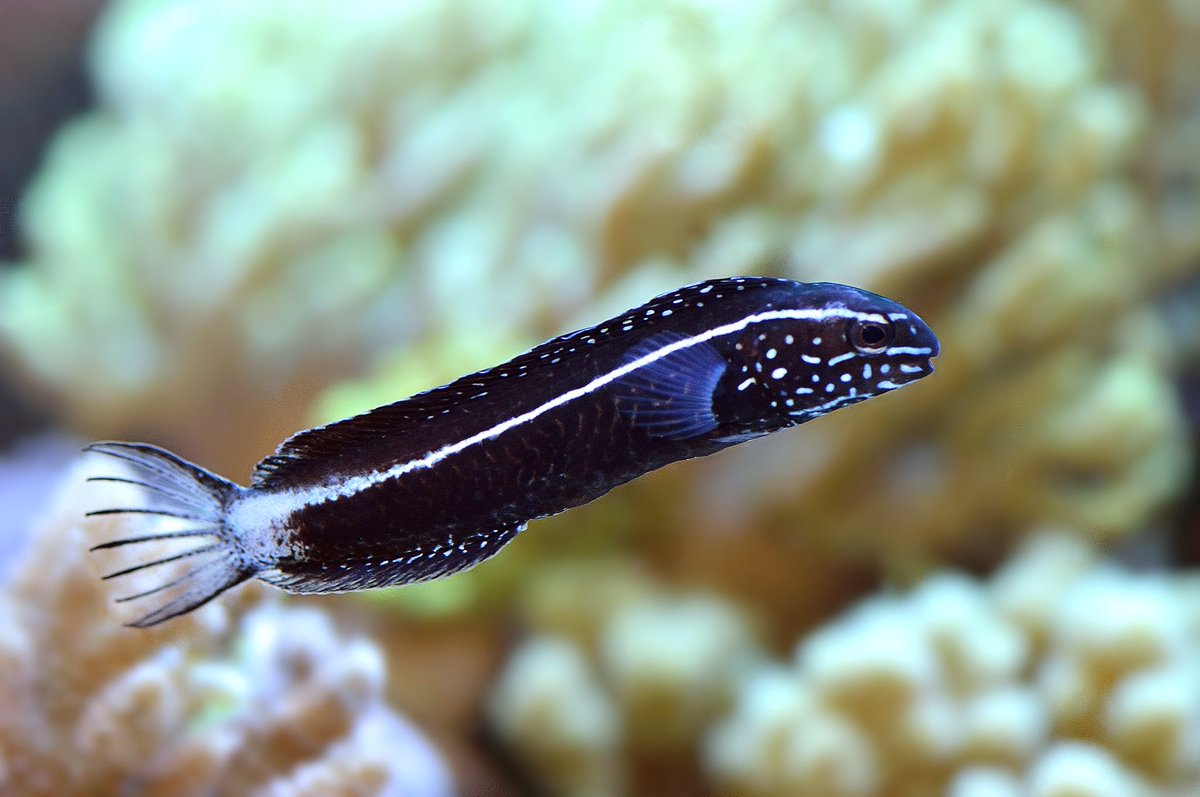 M. kamoharai is found only in southern Japan, where it is locally common. It’s found in coastal reefs, deeper ends of rock pools, and sometimes even harbors. They are of no commercial value locally, but internationally in the marine hobby, it was unobtainable. 2/n