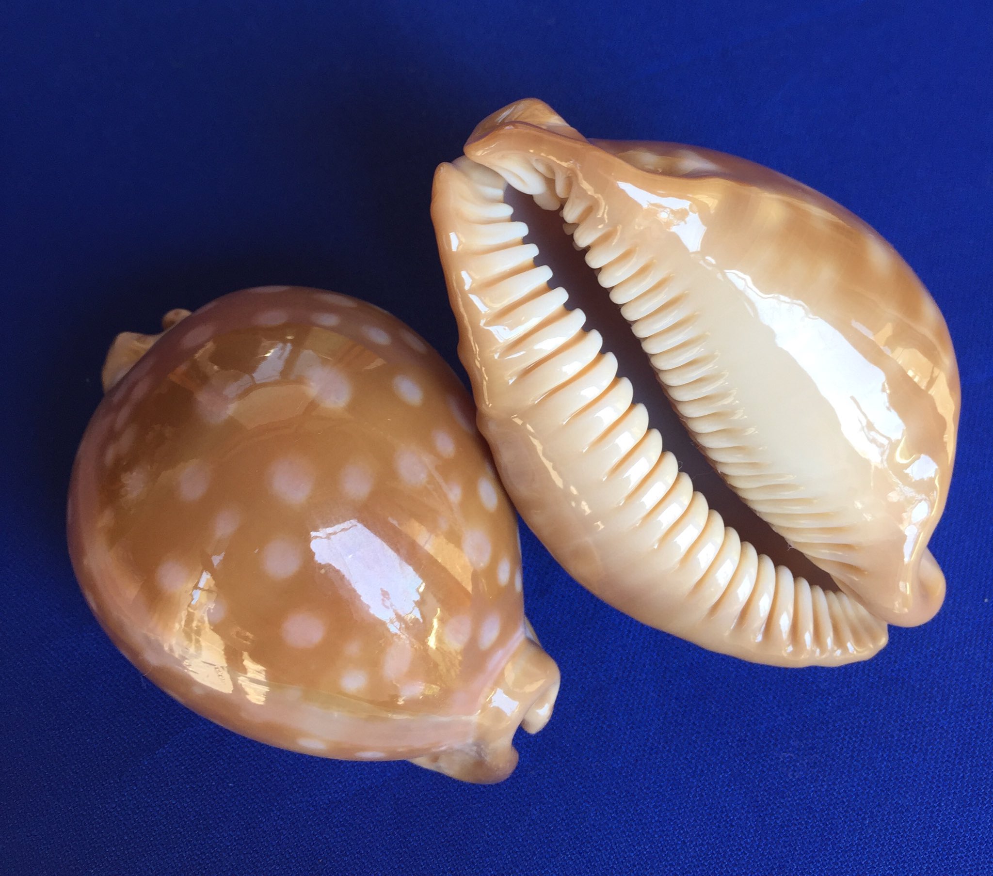 貝殻標本 オウサマダカラガイ 貝殻標本オウサマダカラガイ 貝殻