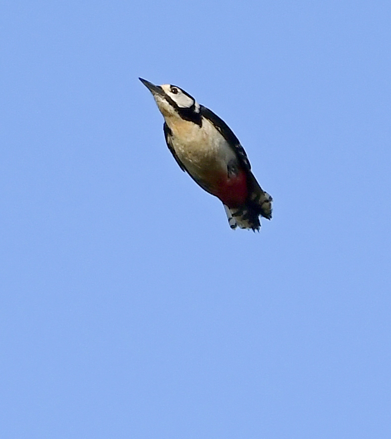 I almost made it through the whole of April, not having to dodge one launched bird.....until tonight! Luckily this Great Spotted Woodpecker was thrown way over my head! 