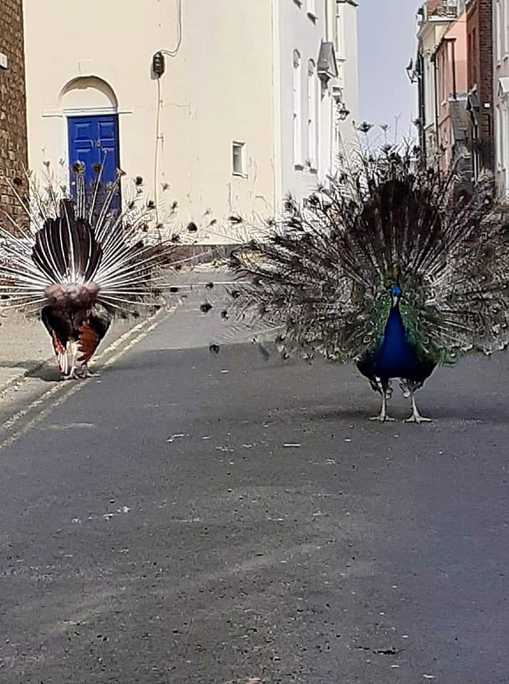 Can I spread a bit of joy? Right on the edge of Deal in Kent is a village called Sholden. Someone in Sholden has four pet peacocks. I'd seen them occasionally on school runs.With COVID lockdown, the peacocks have decided the town is theirs. They're roaming THE WHOLE TOWN daily.