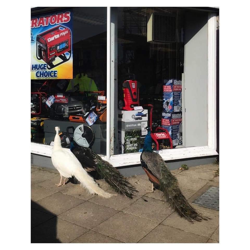 Can I spread a bit of joy? Right on the edge of Deal in Kent is a village called Sholden. Someone in Sholden has four pet peacocks. I'd seen them occasionally on school runs.With COVID lockdown, the peacocks have decided the town is theirs. They're roaming THE WHOLE TOWN daily.